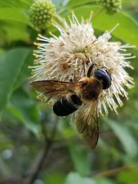 Imagem de Megachile sculpturalis Smith 1853