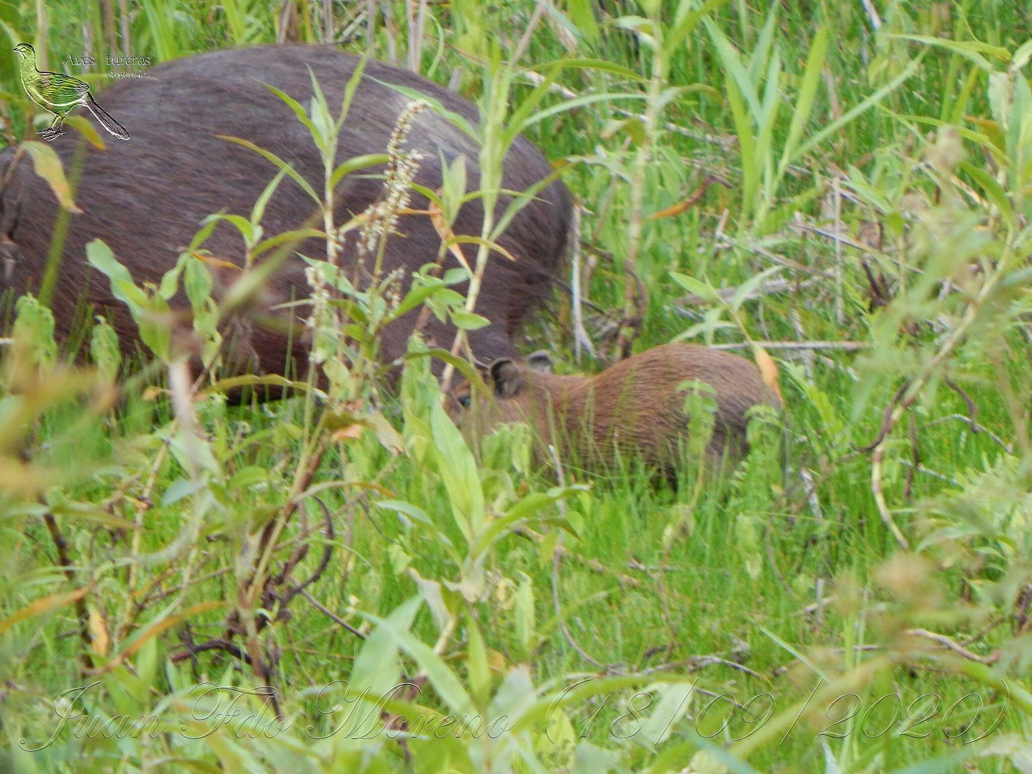 Image of Lesser Capybara