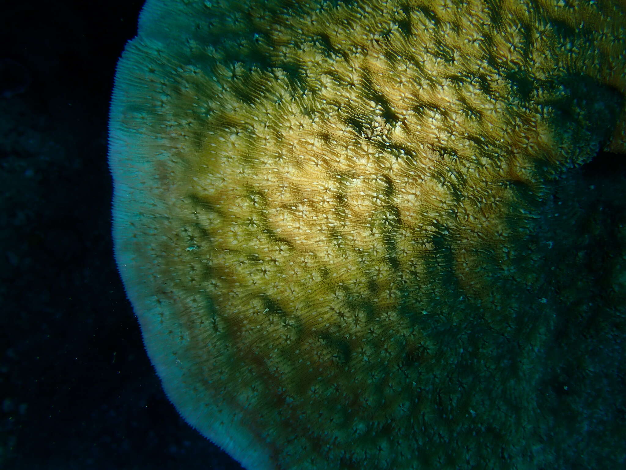 Image of bracket coral