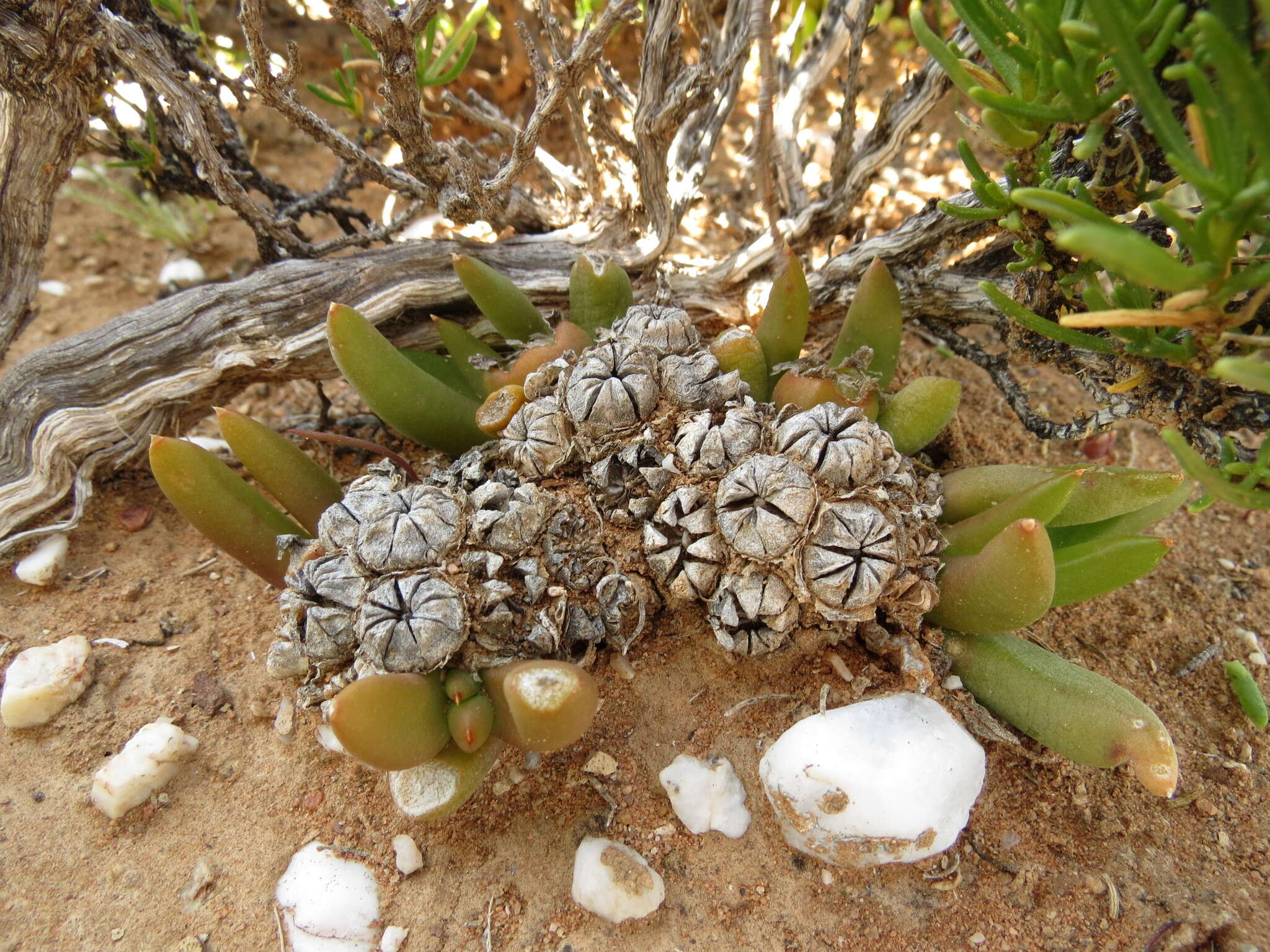 Image of Glottiphyllum fergusoniae L. Bol.