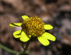 Image of Gila rockdaisy