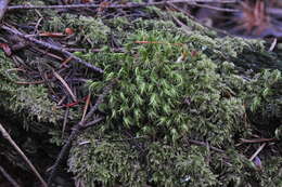 Image of Howell's dicranum moss