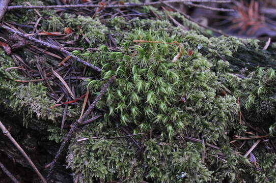 Image of Howell's dicranum moss