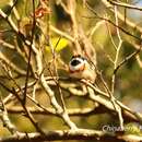 Imagem de Aegithalos concinnus concinnus (Gould 1855)