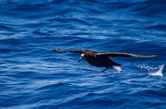 Image of Spectacled Petrel