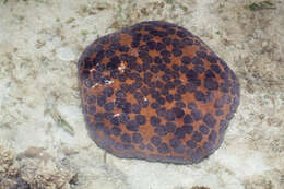 Image of Cushion star