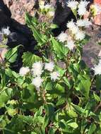 Ageratina glechonophylla (Less.) R. King & H. Rob. resmi