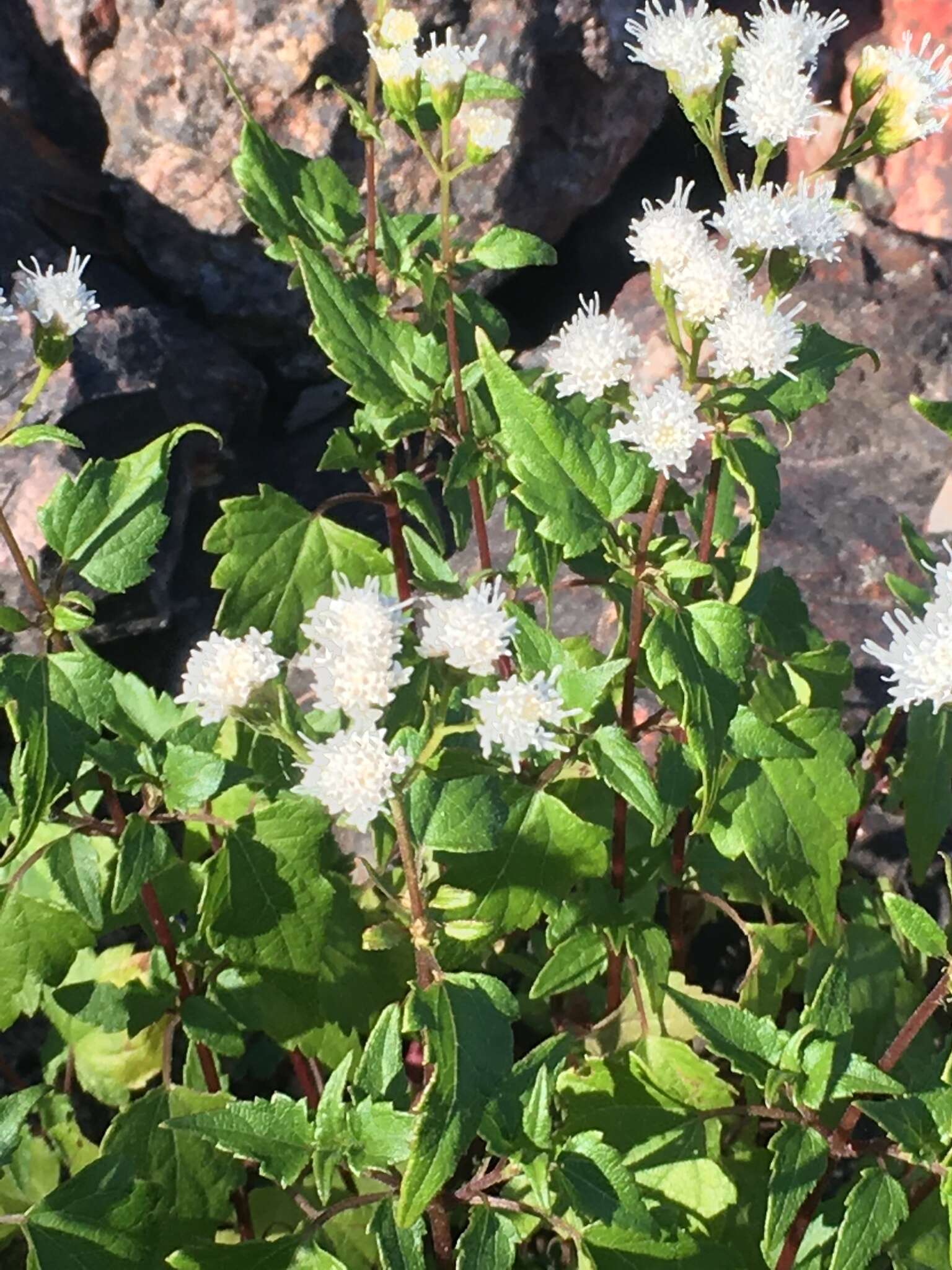 Sivun Ageratina glechonophylla (Less.) R. King & H. Rob. kuva