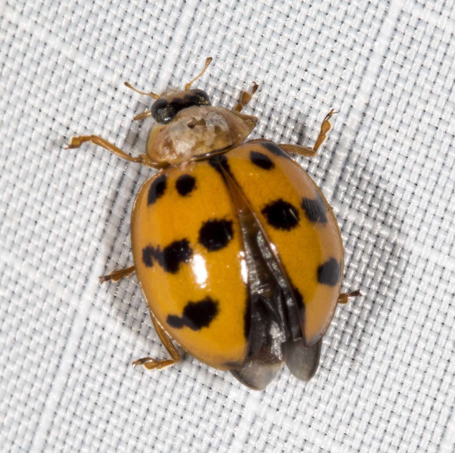 Image of Lady beetle