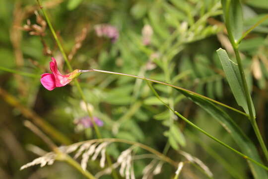 Image of Grass Vetchling