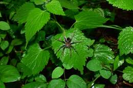 صورة Dolomedes nigrimaculatus Song & Chen 1991