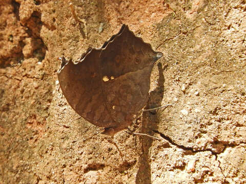 Image of Junonia chorimene Guérin-Meneville 1844