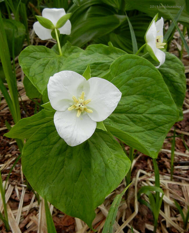 Image of Trillium camschatcense Ker Gawl.