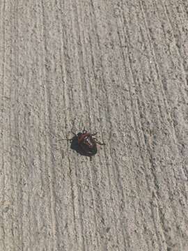 Image of Two-spotted Stink Bug