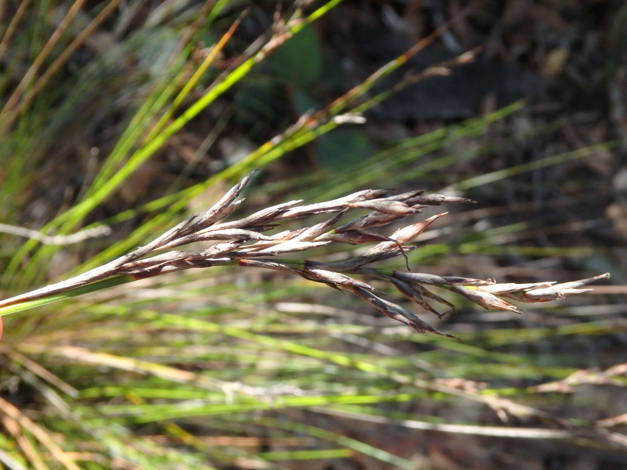 Image of Lepidosperma semiteres Boeckeler