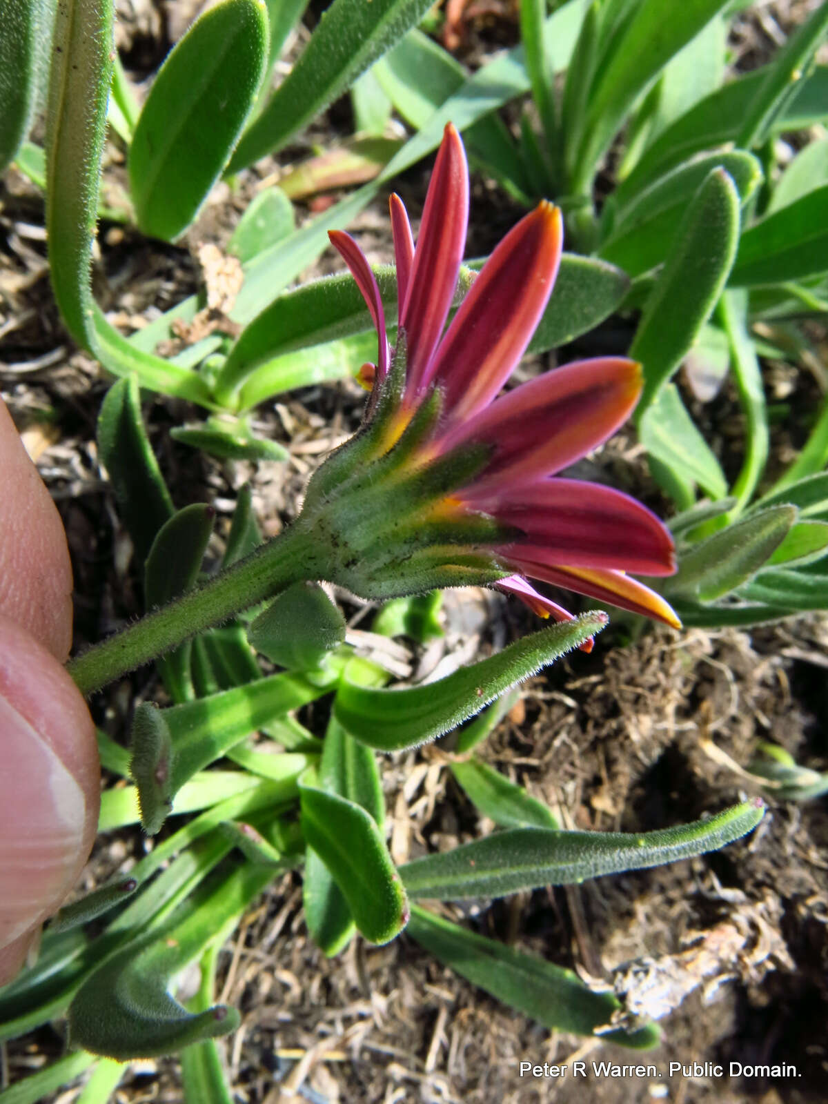 Image of Dimorphotheca jucunda Phill.