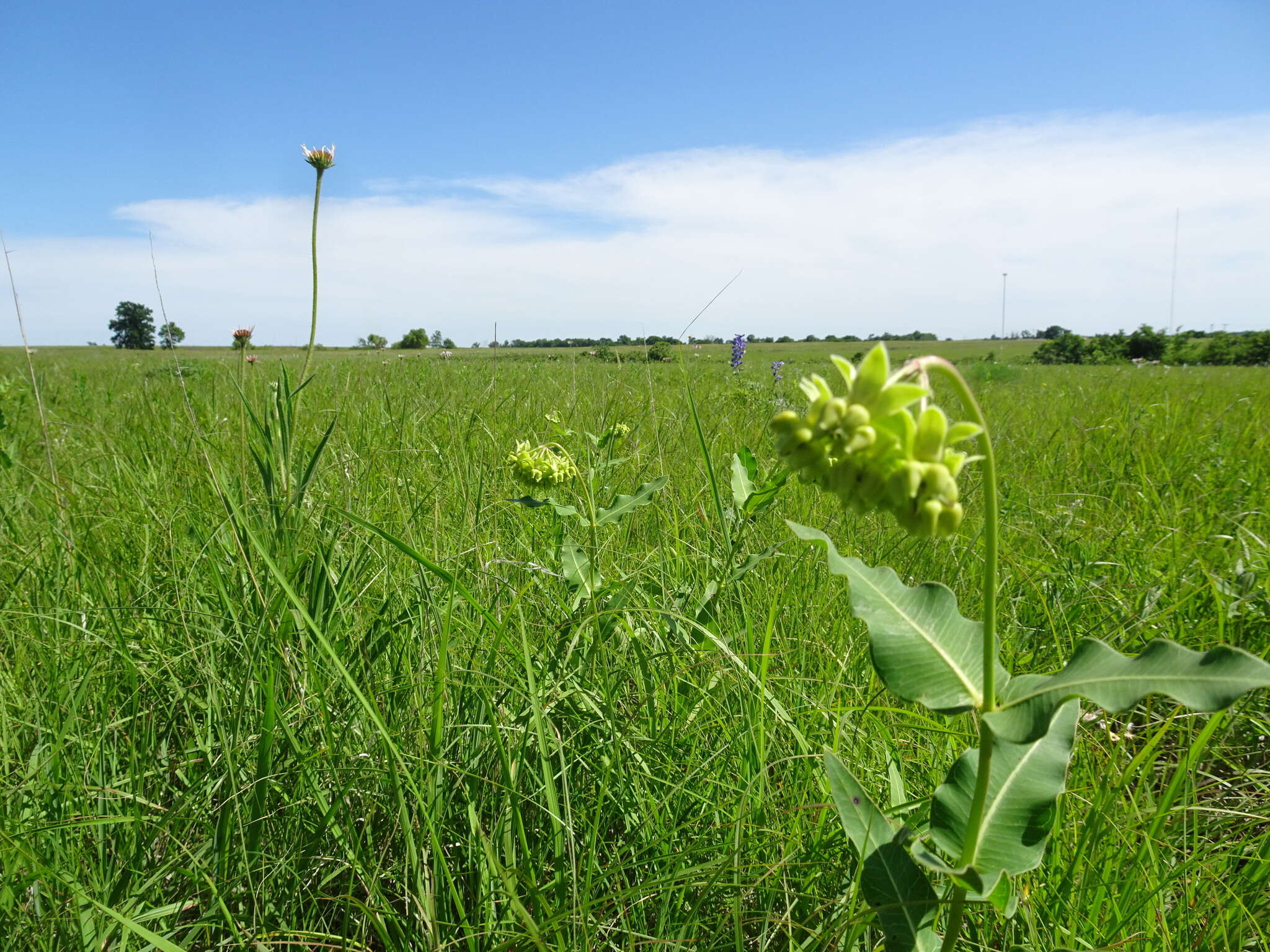 Image de Asclepias meadii Torr. ex A. Gray