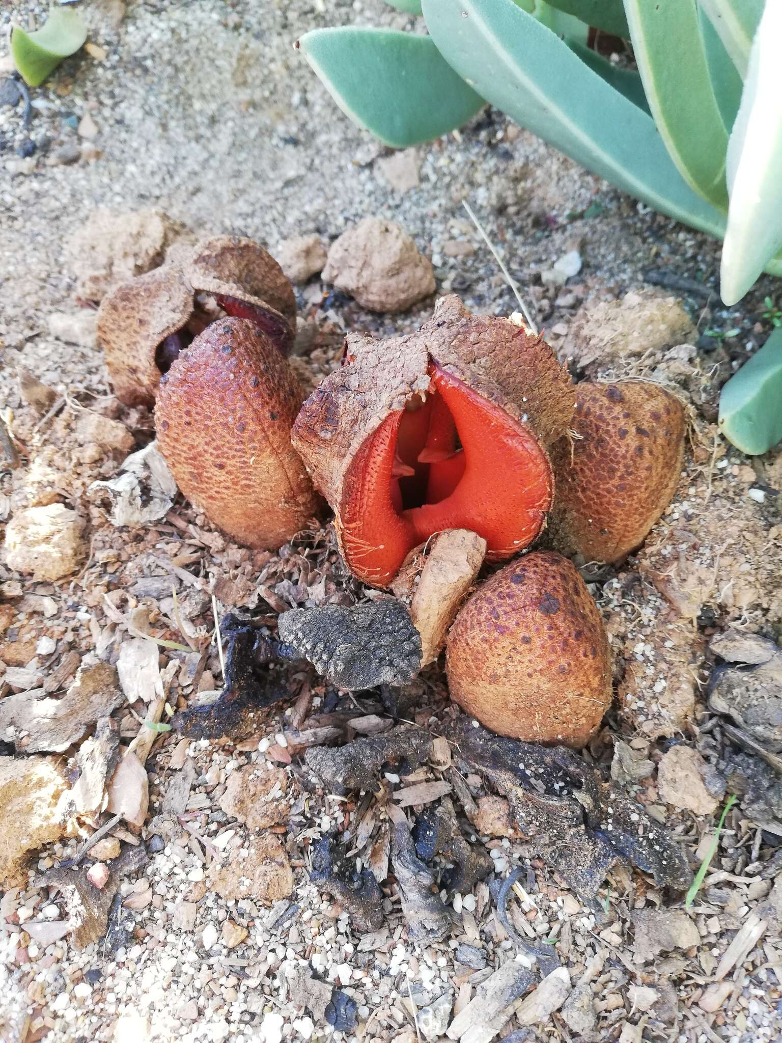 Image of Hydnora Thunberg 1775