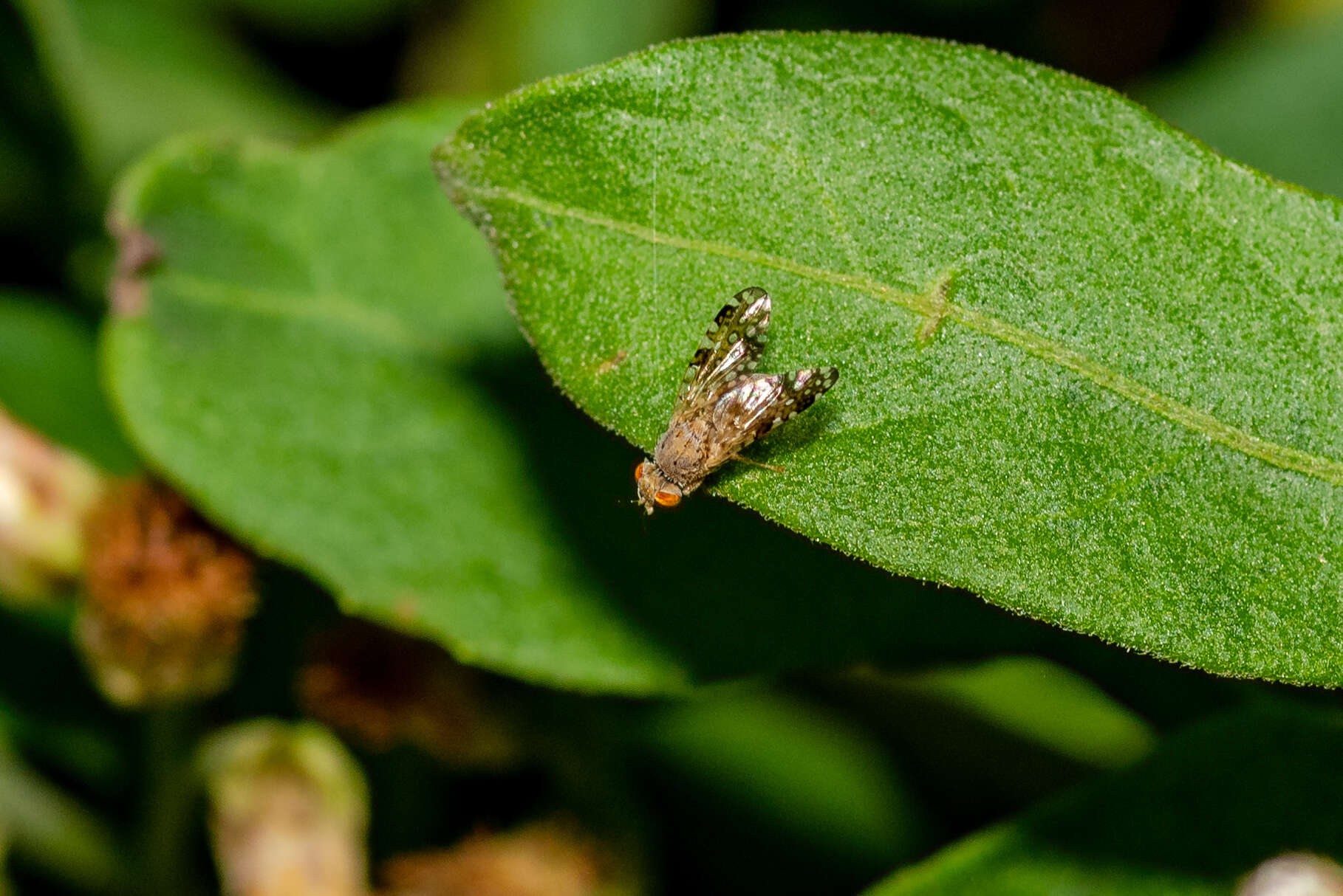 Image of Sourbush seed fly