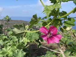 Imagem de <i>Malva <i>assurgentiflora</i></i> subsp. assurgentiflora