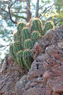 Image of Arizona Hedgehog Cactus