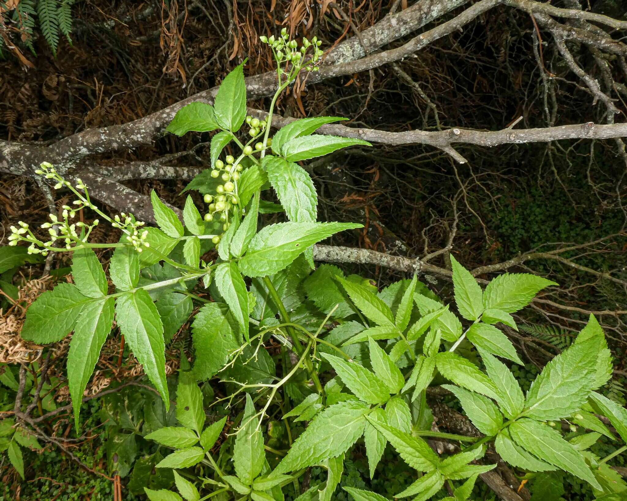Image of White Elderberry