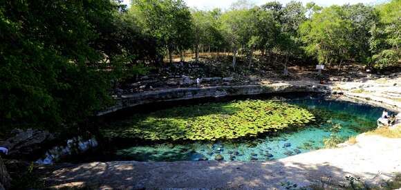 Image de Nymphaea ampla (Salisb.) DC.