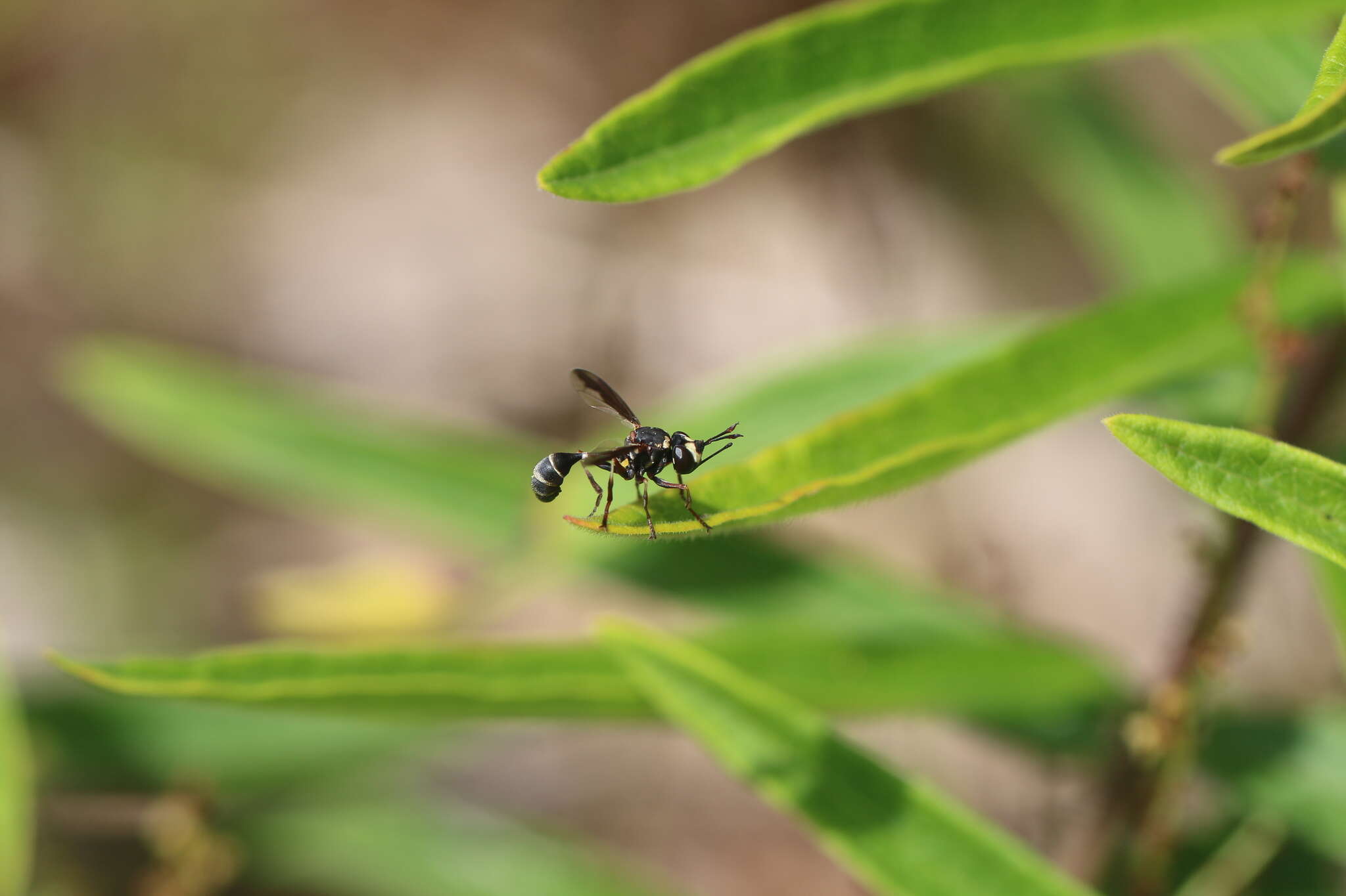 Physocephala marginata (Say 1823)的圖片