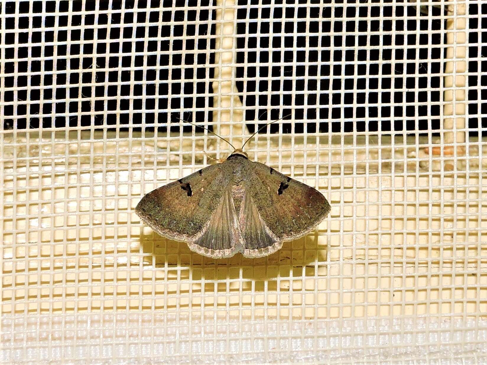 Imagem de Plecoptera reflexa Guenée