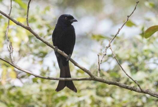 Image of Fanti Drongo