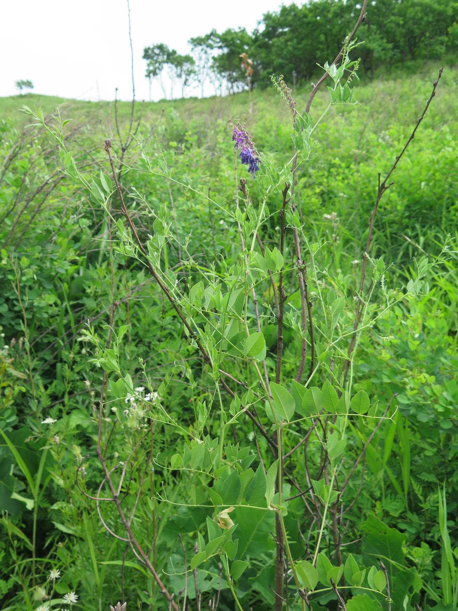 Image of Vicia pseudo-orobus Fisch. & C. A. Mey.