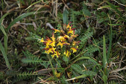 Imagem de Pedicularis oederi Vahl