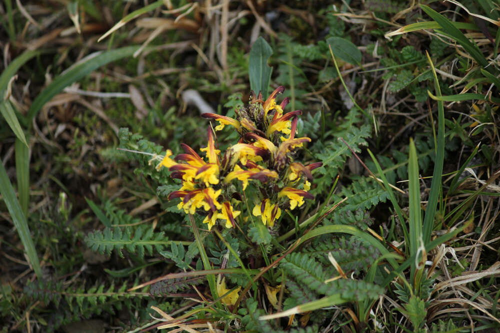 Image of Oeder's lousewort