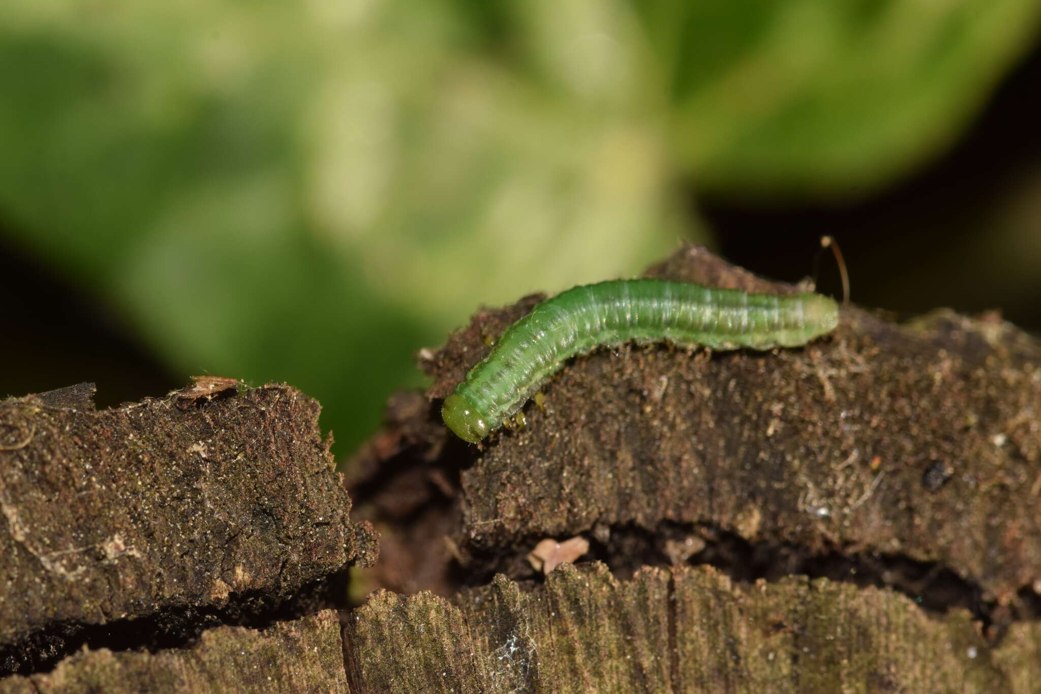 Image of <i>Euura scutellata</i>