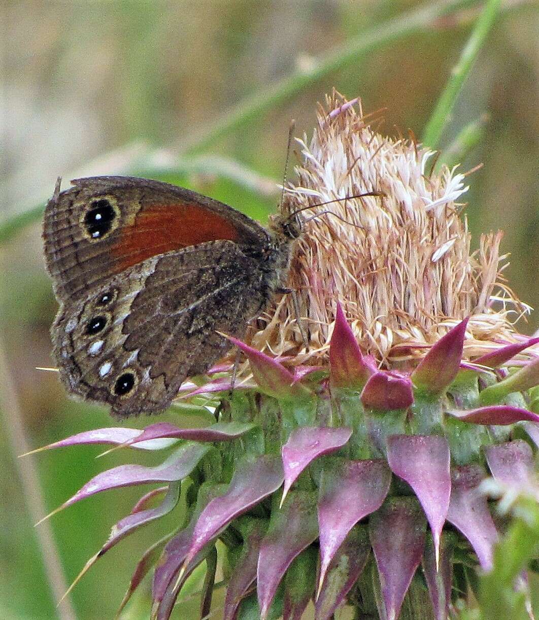 Image of <i>Cosmosatyrus <i>leptoneuroides</i></i> leptoneuroides