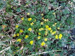 Image de Potentilla elegans Cham. & Schltdl.