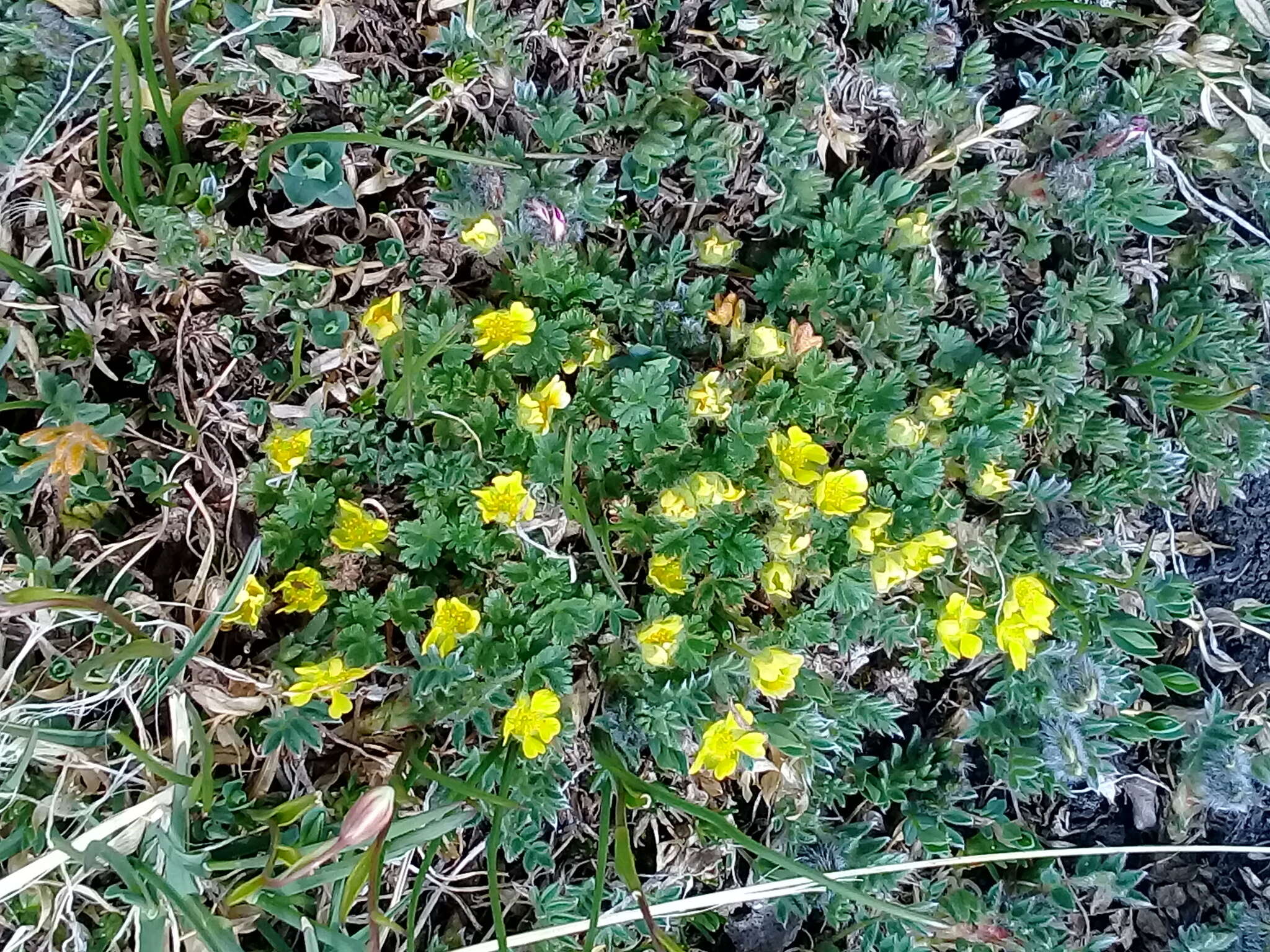 Image de Potentilla elegans Cham. & Schltdl.