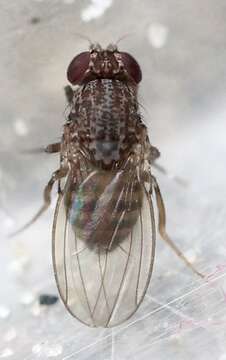 Image of Pomace fly