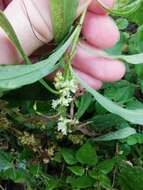 Image of buttonbush dodder