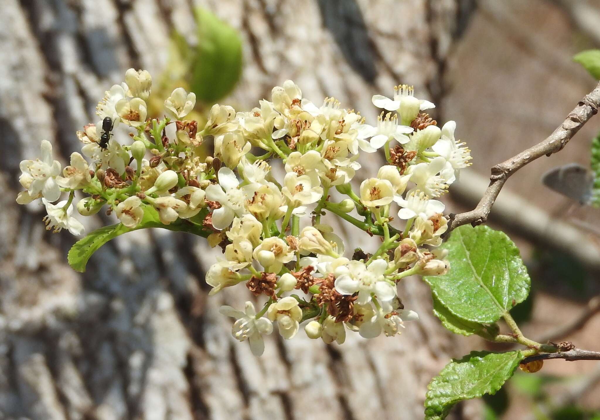 Image of Casearia corymbosa Kunth