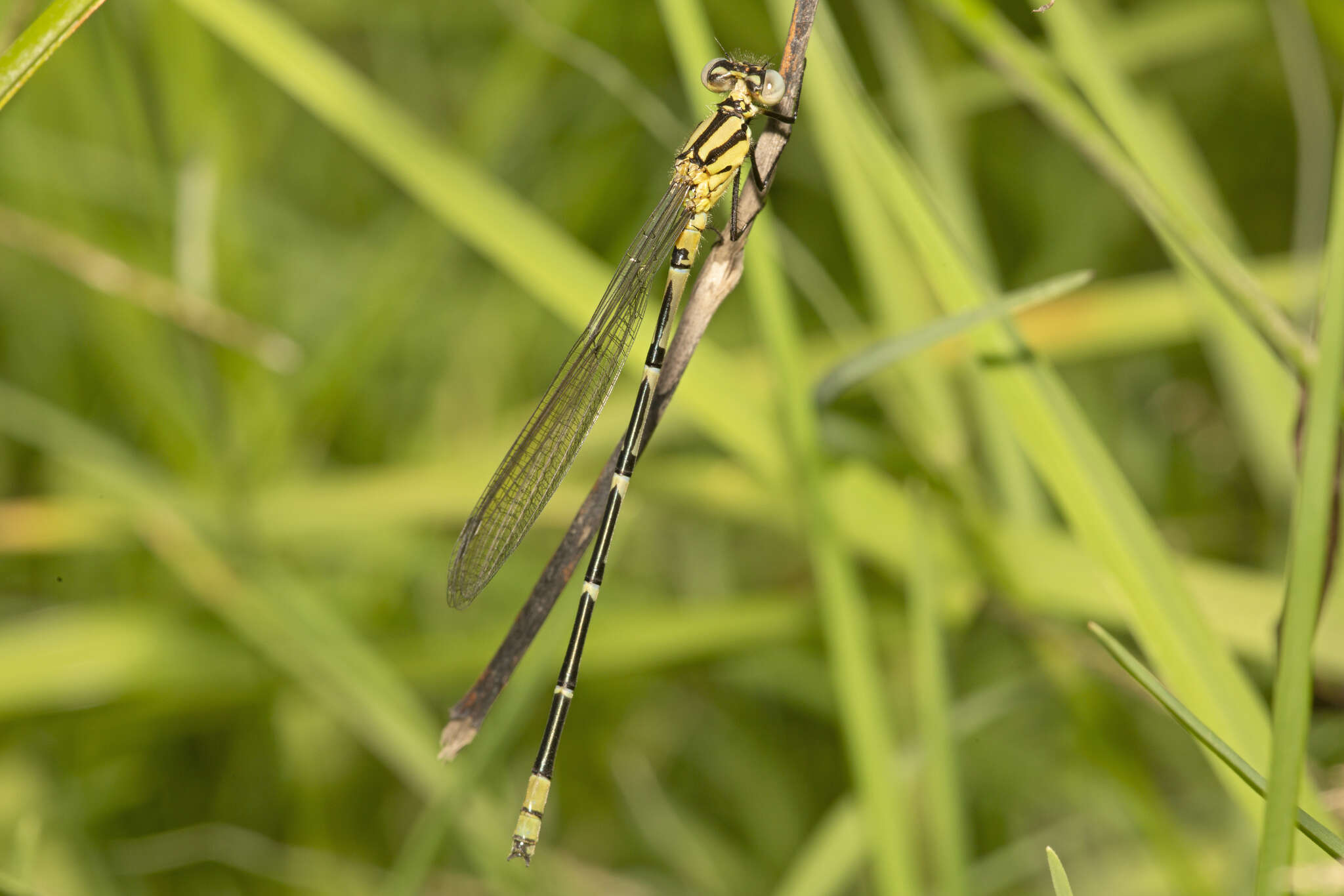 Imagem de Caliagrion billinghursti (Martin 1901)