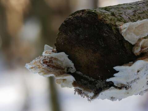 Image of Trametes ochracea (Pers.) Gilb. & Ryvarden 1987