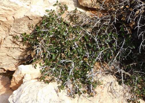 Image of Rhamnus myrtifolia Willk.