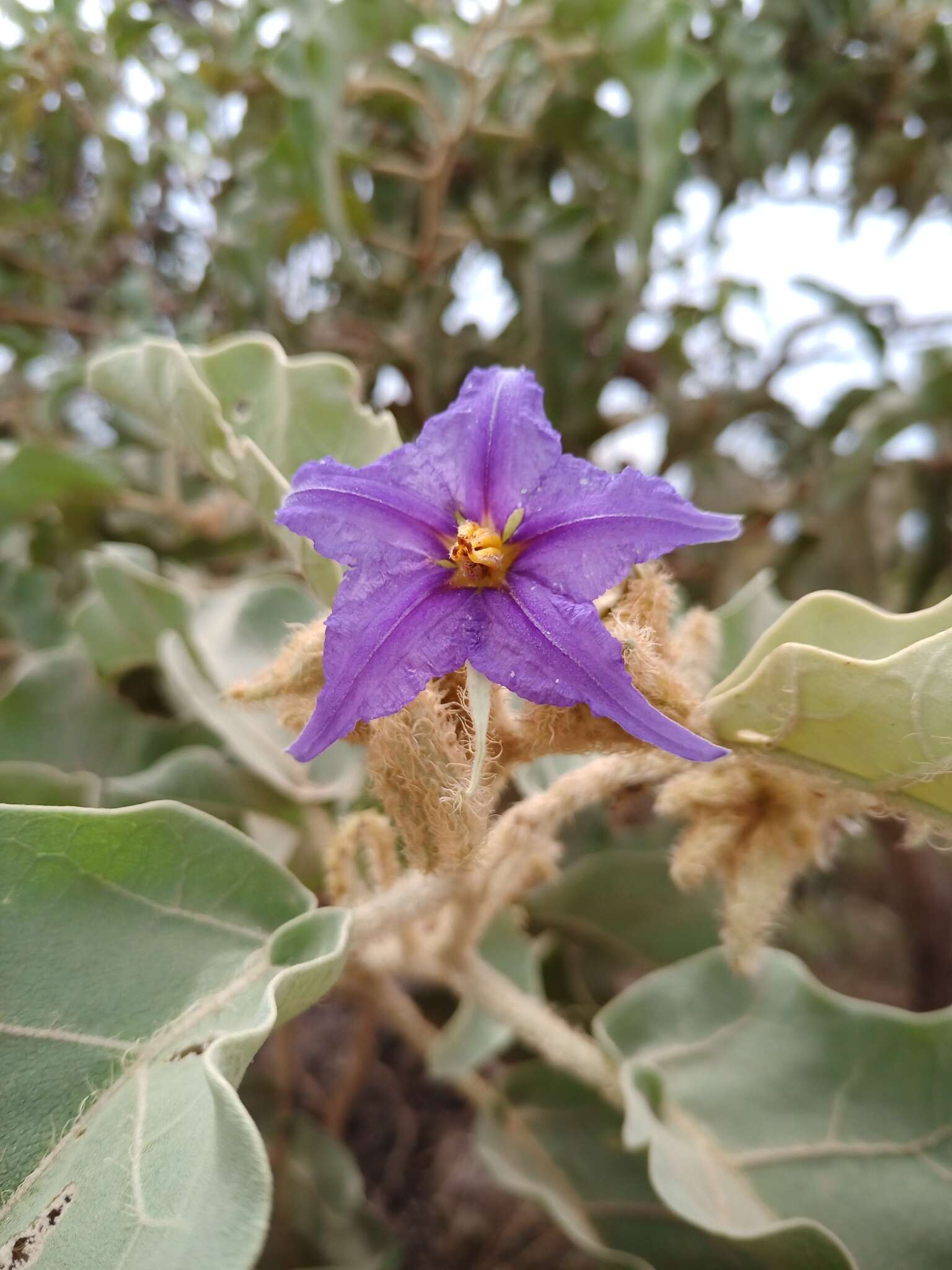 Image of Solanum falciforme Farruggia
