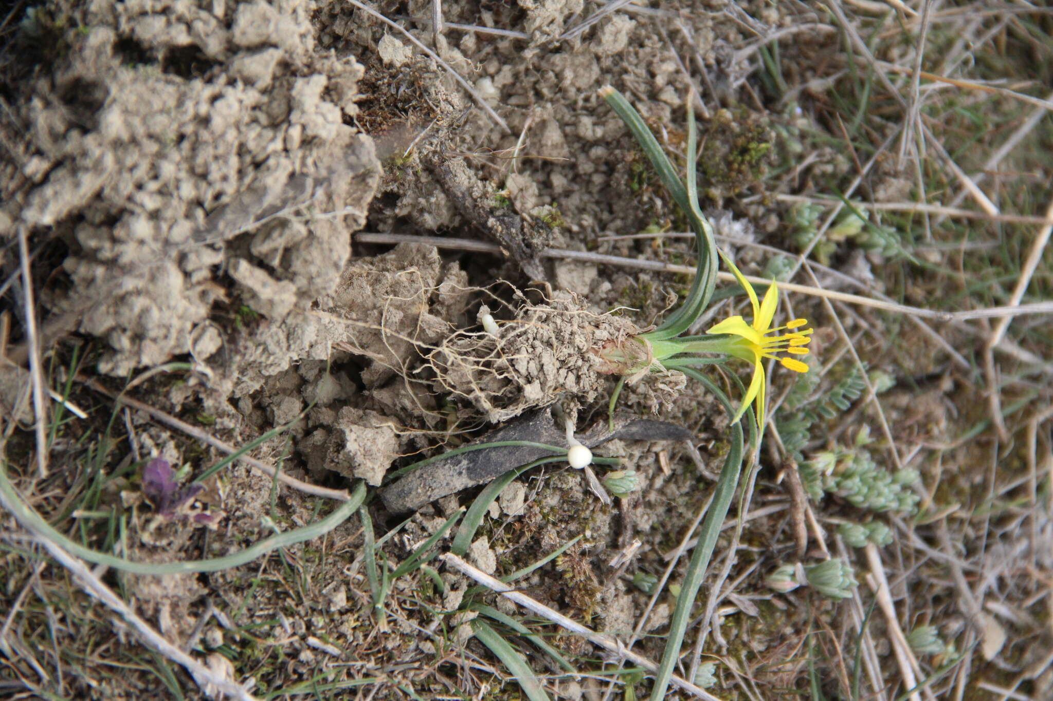 Imagem de Gagea reticulata (Pall.) Schult. & Schult. fil.