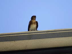 Image of Gray-breasted Martin