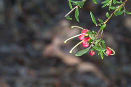 Image of Grevillea banyabba P. M. Olde & N. R. Marriott