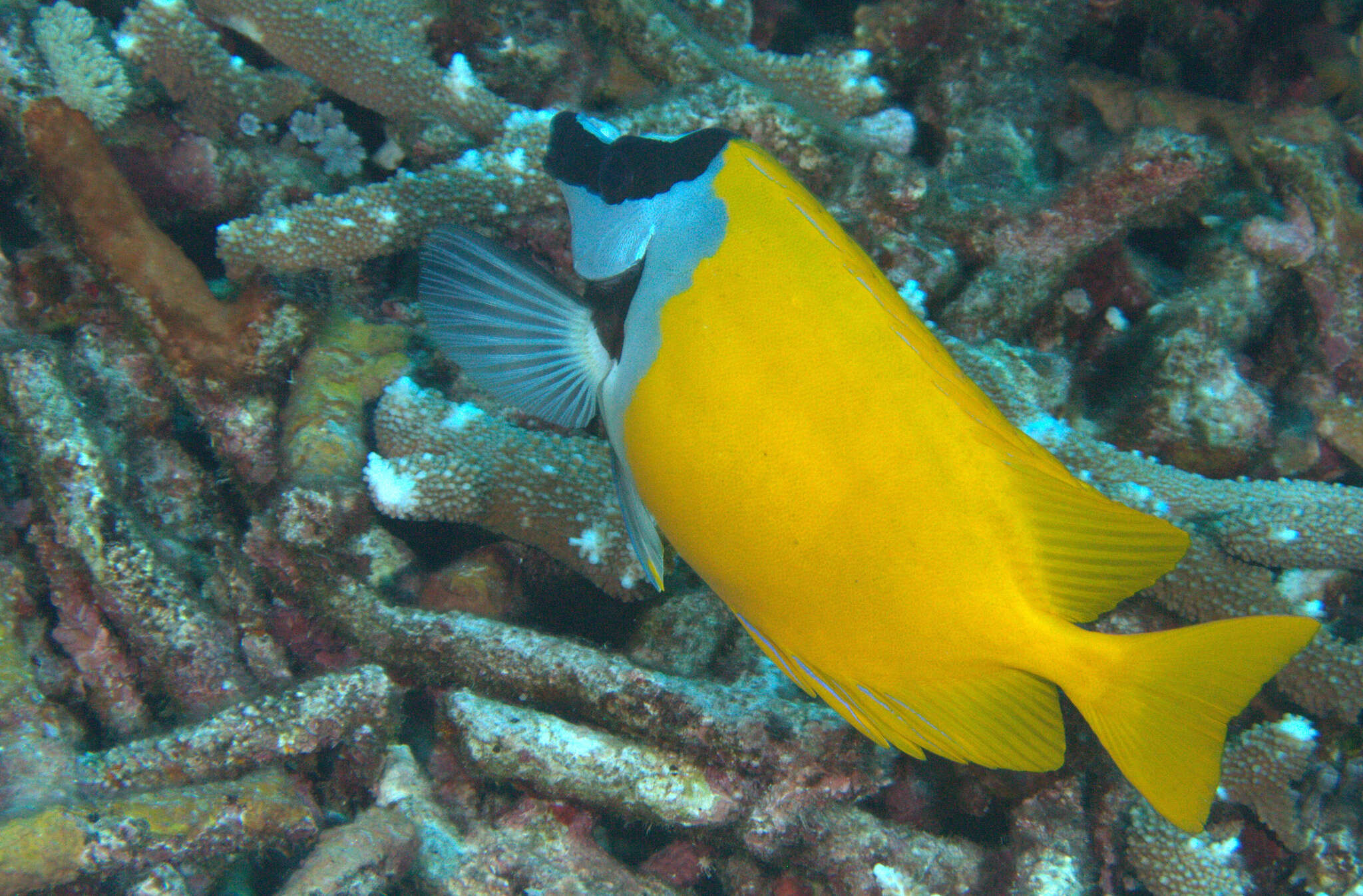 Image of Foxface rabbitfish