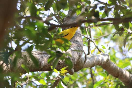 Oriolus chinensis diffusus Sharpe 1877的圖片