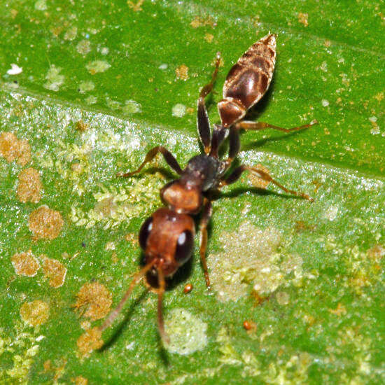 Image of Pseudomyrmex boopis (Roger 1863)